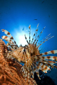 Lion Fish resting on the sea fan 